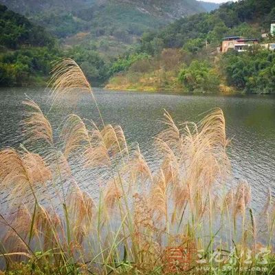 顶风处食物丰富溶氧量高，此时垂钓效果好