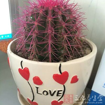 仙人掌和仙人球都适合放在卧室 仙人掌和仙人球都适合放在卧室