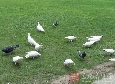 鸽子的饲料以杂粮为主