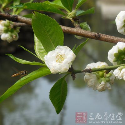 芳草吐绿、古木参天