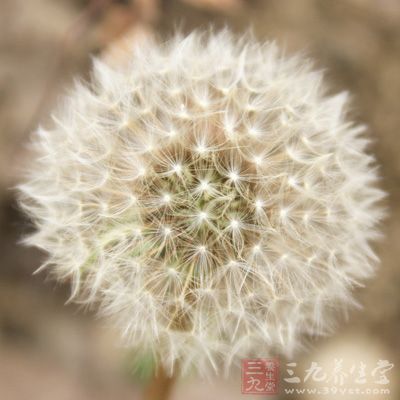 经常使用的偏方主要以二花、黄芩、黄柏、黄连、野菊花、蒲公英为主