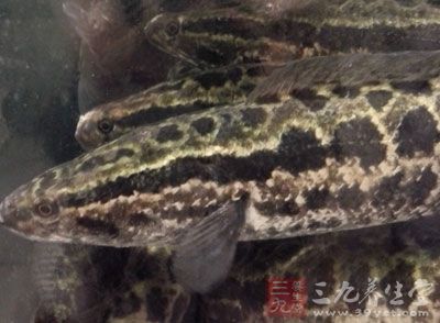 首先將黑魚去鱗去內(nèi)臟