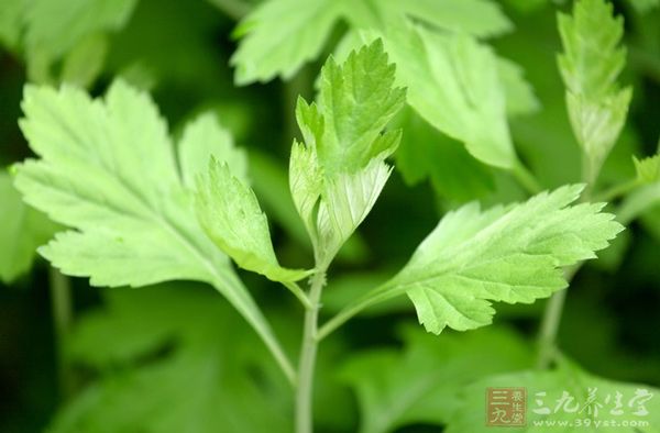 用艾草泡脚每周2-3次即可 用艾草泡脚每周2-3次即可