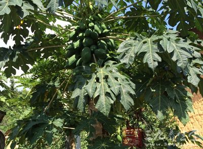 绿化芒打药节育 这可不是愚人节玩笑