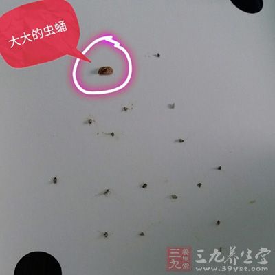 蛋糕盒子上爬满虫子 蛋糕盒子上爬满虫子