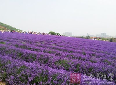 普罗旺斯，不仅是薰衣草的天堂，也是向日葵的王国