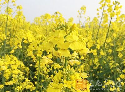 清明前后成过敏发病高峰 花朵不起眼的树草危