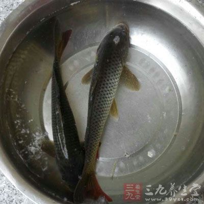 月子里多吃鯉魚，能夠幫助子宮盡快排出所謂的“余血”