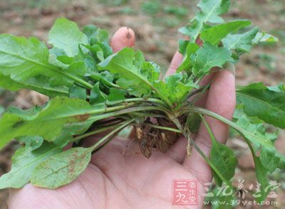 眼睛干涩吃荠菜 眼睛干涩吃荠菜