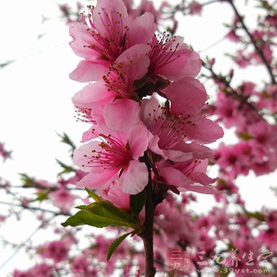 跑者如何应对春季过敏 专家称注意3点确保安全