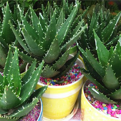 自制芦荟化妆水