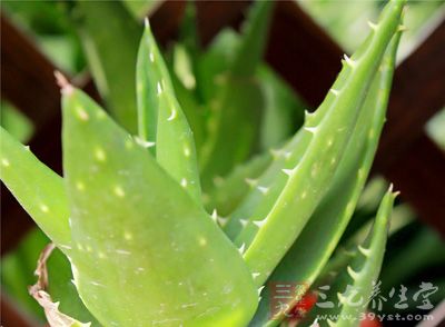 芦荟含的粘性汁液比较多，而抗病虫害能力强
