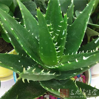 芦荟含有蒽醌类化合物，能够阻挡阳光中的紫外线的照射