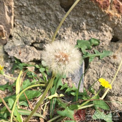 蒲公英植物体中含有蒲公英醇、蒲公英素、胆碱、有机酸、菊糖等多种健康营养成分，有利尿、缓泻、退黄疸、利胆等功效