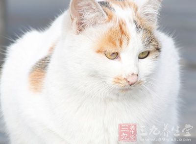 NA病毒在鼠、猫、鸡和牛等动物的致白血病作用已经肯定