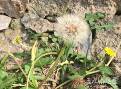 蒲公英茵陈红枣汤