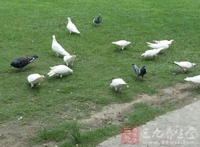 除去羽毛及内脏，取肉鲜用