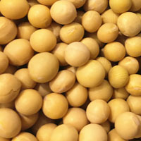 黄豆的营养价值 吃黄豆能健脑能美白护肤