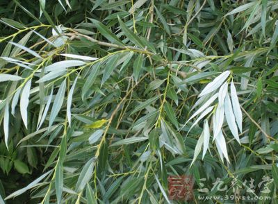 白柳为柳科植物,类似于杨柳树