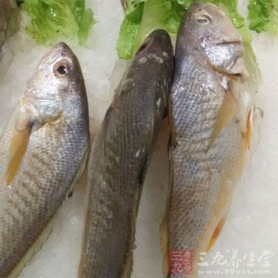 鱸魚肉富含蛋白質(zhì)、脂肪、鈣、磷、鐵、維生素A、群等成分