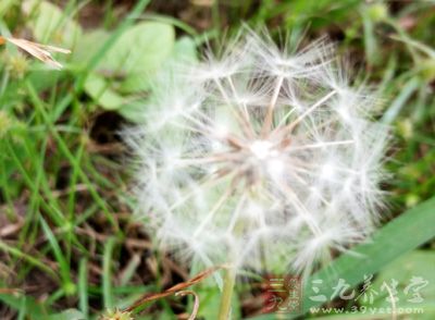 蒲公英含有蒲公英醇、蒲公英素、膽堿、有機(jī)酸、菊糖等多種清肝利膽安神的成分