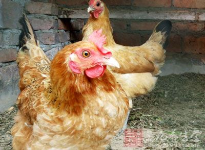 禽流感传播途径 告诉你禽流感是怎么传染的 - 