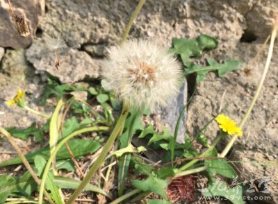 蒲公英、野菊花、紫花地丁、紫贝天葵子各15克，金银花20克