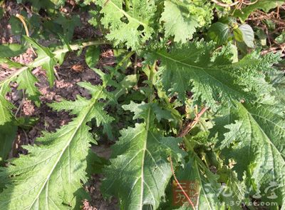 芥菜含有大量的抗坏血酸 芥菜含有大量的抗坏血酸