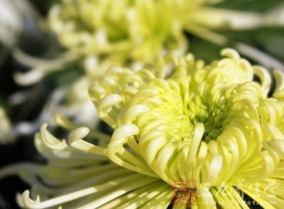 治疗神经血管性头痛的药茶方-三九养生堂养生