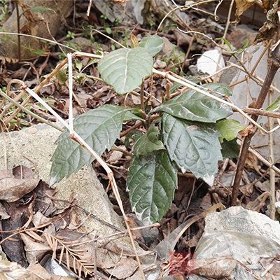 野菜采摘要注重新鲜