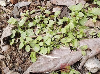 野菜是指自然生长的未经广泛人工栽培的可食用草本或木本植物