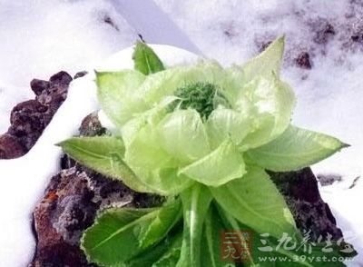 天山雪莲的作用 天山雪莲的作用