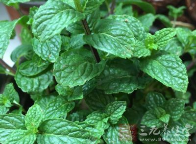 薄荷的成分容易因受热而挥发失效 薄荷的成分容易因受热而挥发失效