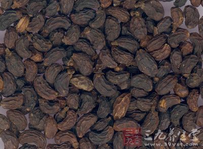 女贞子的药理作用