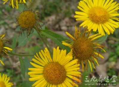 当今抗生素已经普及的情况下,对感染性疾病已经很少使用野菊花了 当今抗生素已经普及的情况下,对感染性疾病已经很少使用野菊花了