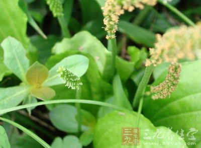 车前子不仅能利尿止泻 车前子不仅能利尿止泻