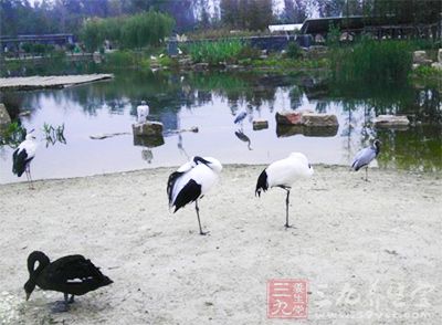 這里棲居著白鶴、黑鶴、天鵝等十?dāng)?shù)種珍鳥(niǎo)奇禽