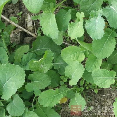 噴藥時(shí)由于重力作用，農(nóng)藥會(huì)順著菜葉和菜幫流下來(lái)，聚在菜根部