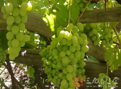 葡萄籽具有抗前列腺癌、抗肝脏肿瘤的作用,还可以对抗神经系统的损伤 葡萄籽具有抗前列腺癌、抗肝脏肿瘤的作用,还可以对抗神经系统的损伤