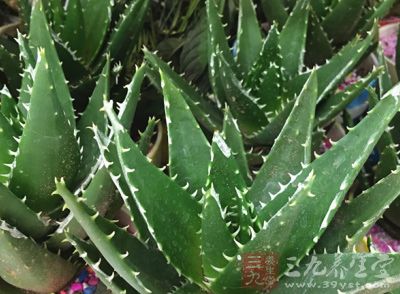 翠叶芦荟是适宜直接美容的芦荟鲜叶 翠叶芦荟是适宜直接美容的芦荟鲜叶