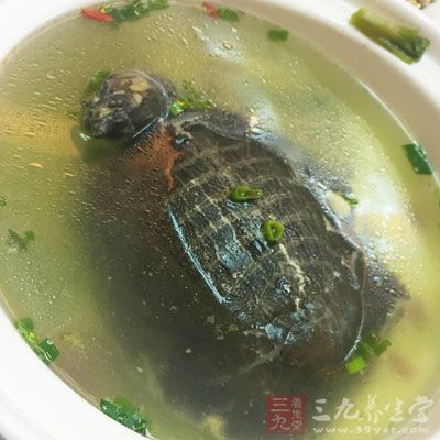 這樣的甲魚又鮮美又有營養(yǎng)