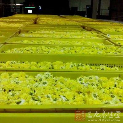 懷菊氣味芬芳，可以作為食材，其養(yǎng)生、抗衰老、益壽作用明顯