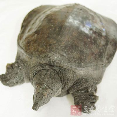 這使人們對(duì)甲魚(yú)的用途有很大的幫助