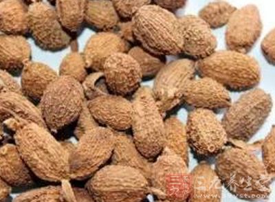 缩砂仁的功效与作用