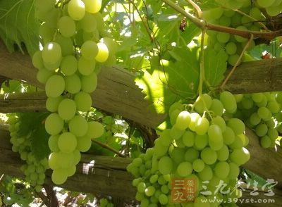 葡萄酒知识 介绍中国葡萄酒的起源