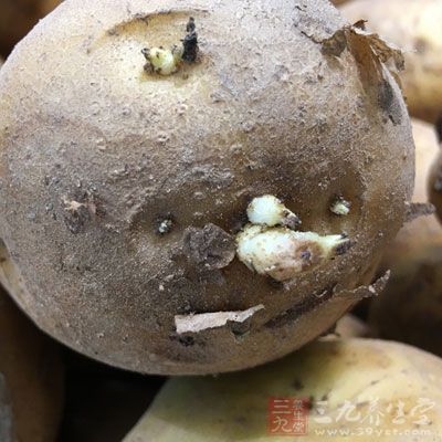 土豆并非春季的应季食物