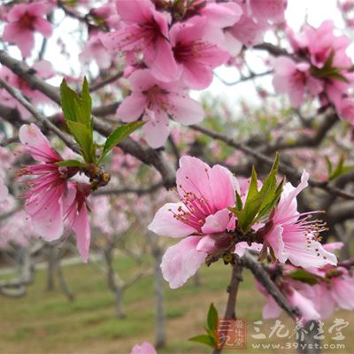 桃花茶喝起来有淡淡的桃仁味