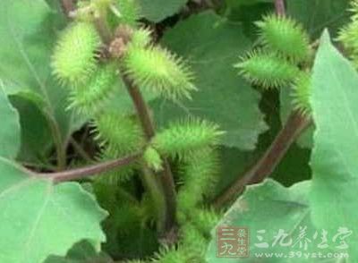 苍耳子的功效与作用