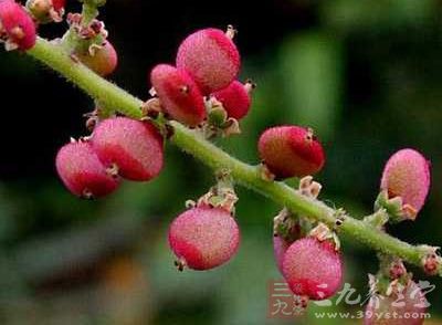 五倍子研成细末,每晚睡前取1~3钱 五倍子研成细末,每晚睡前取1~3钱