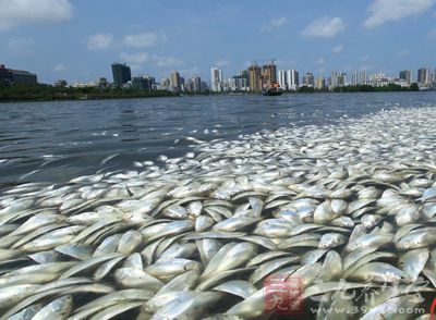 并邀请省海洋与渔业科学院专家对死鱼原因进行研判 水族资讯 并邀请省海洋与渔业科学院专家对死鱼原因进行研判 水族资讯